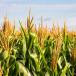 Corn crop