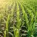 Sweet corn