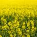 Canola crop