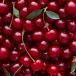 Close up of a group of cherries
