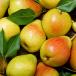 Pome Fruit