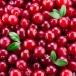 Close up of cranberries, bushberries