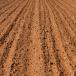 Close up of fallow ground and burndown