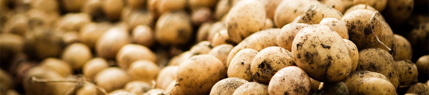 Potatoes