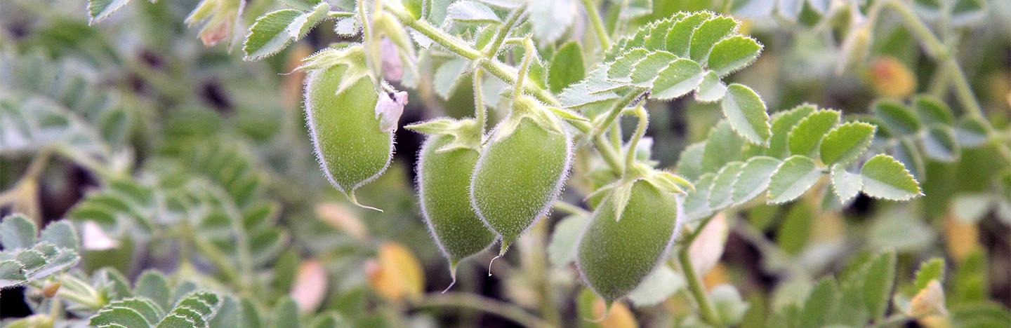 Lentil crop