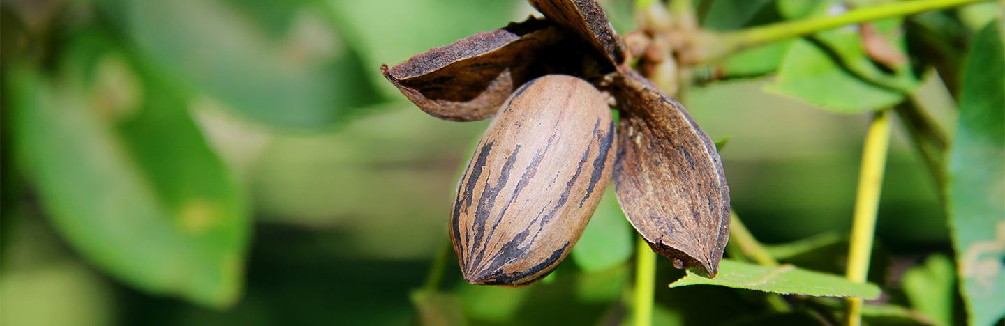 Close up of pecan