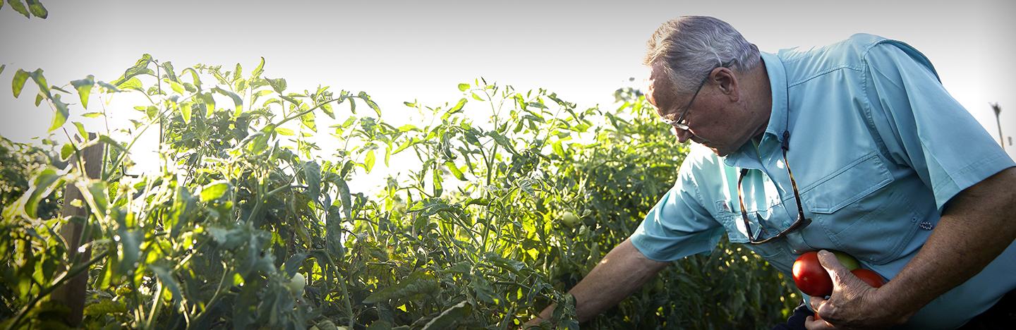 ALLY® XP HERBICIDE | FMC Ag US