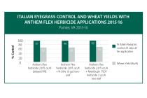 Anthem Flex Herbicide Winter Wheat Control