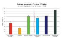 Palmer Amaranth Control with Authority Edge Herbicide