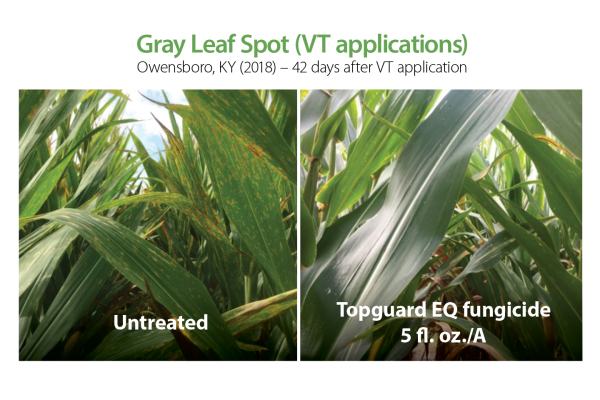 Gray Leaf Spot Comparison