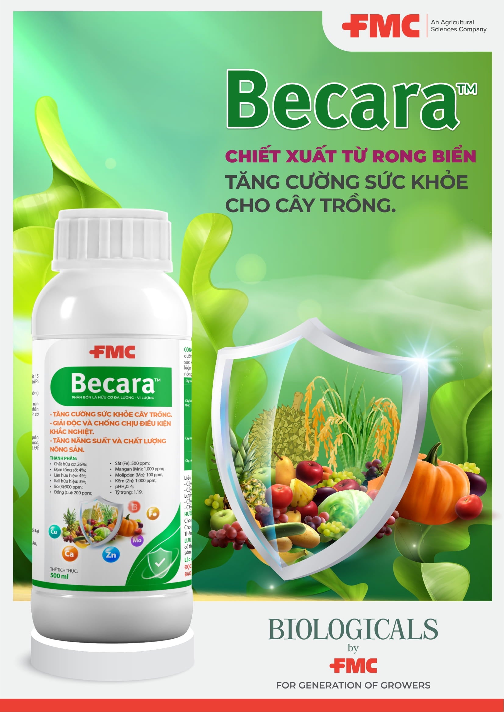 Becara