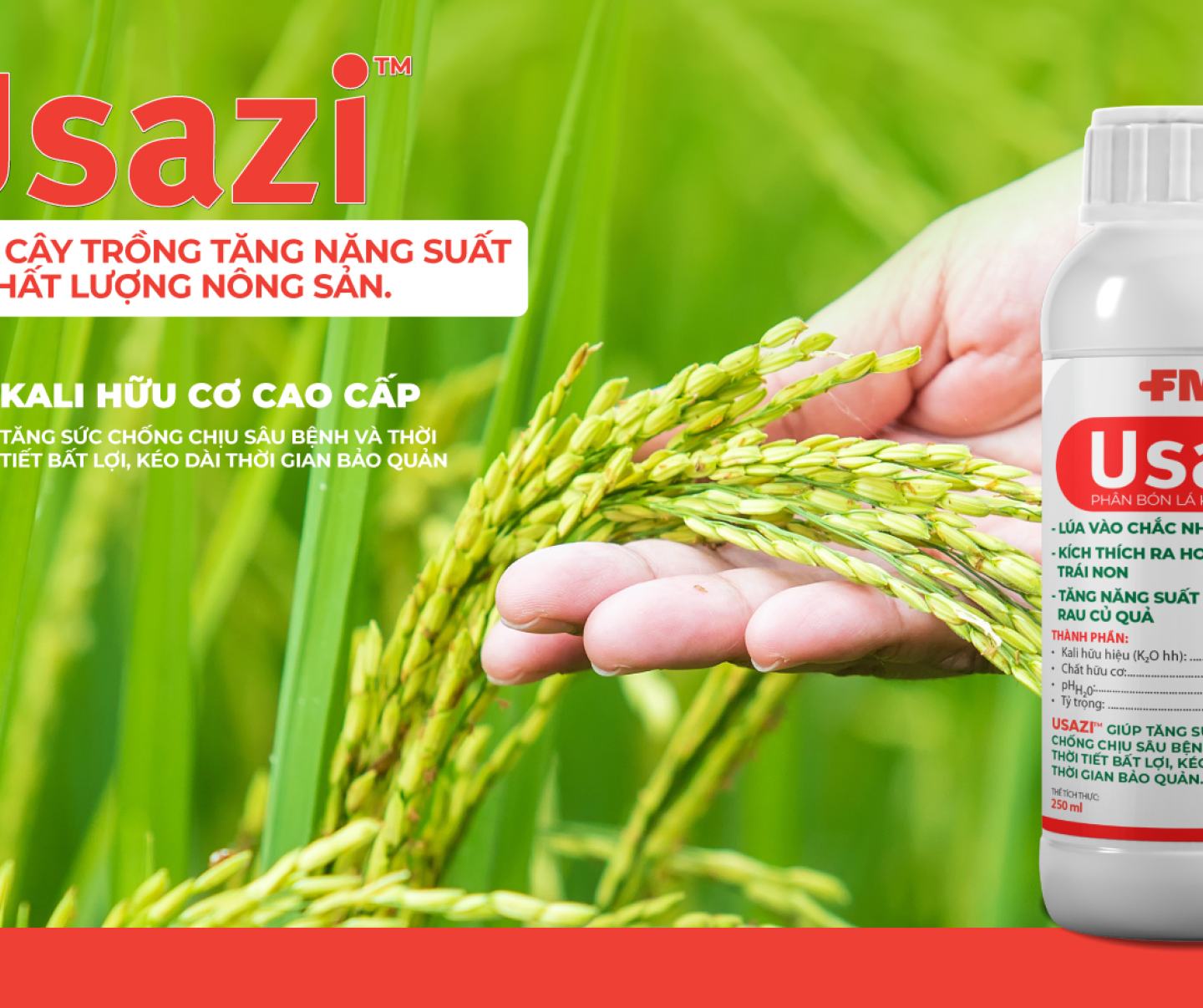 Usazi