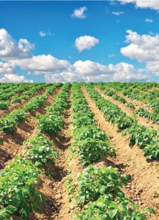 field of tabacco plants