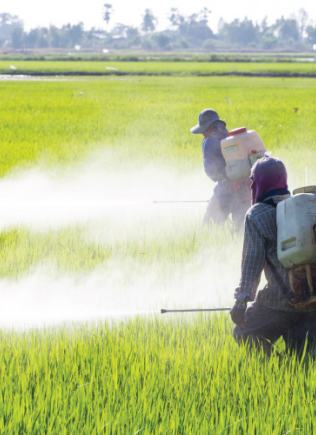 spraying crop