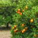 Orange plants