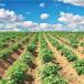 Tobacco fields