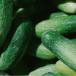 Cucumber pant