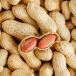 Peanut