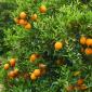 fruit field