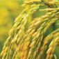 rice plants