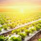 plant fields