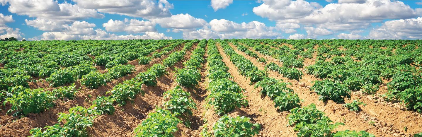 Potato field