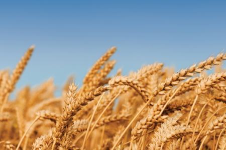 wheat