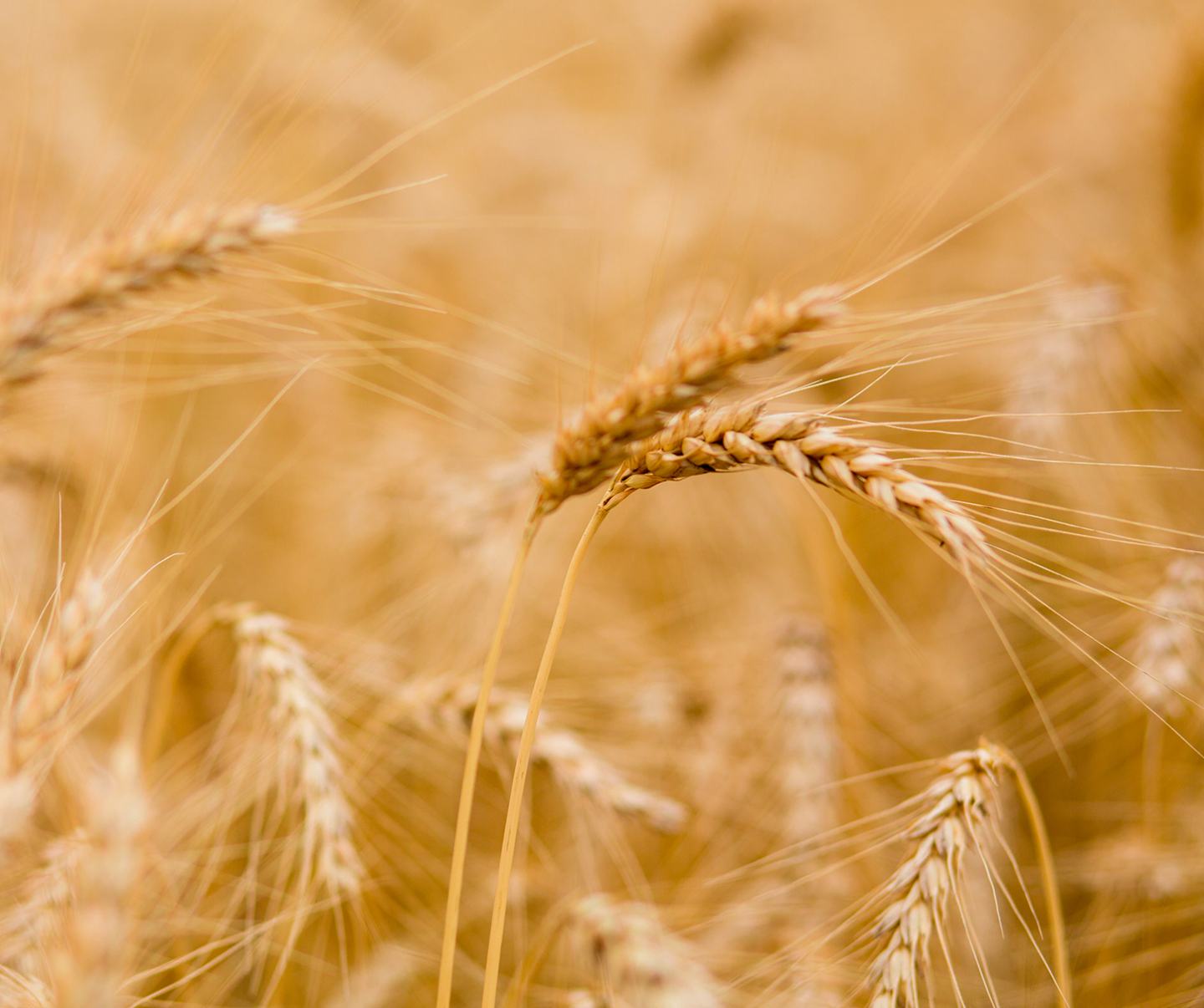 golden wheat in field 