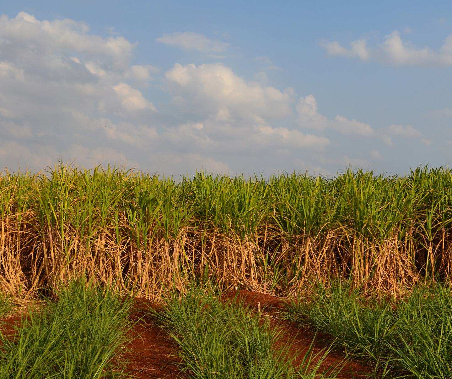 Sugarcane in field 