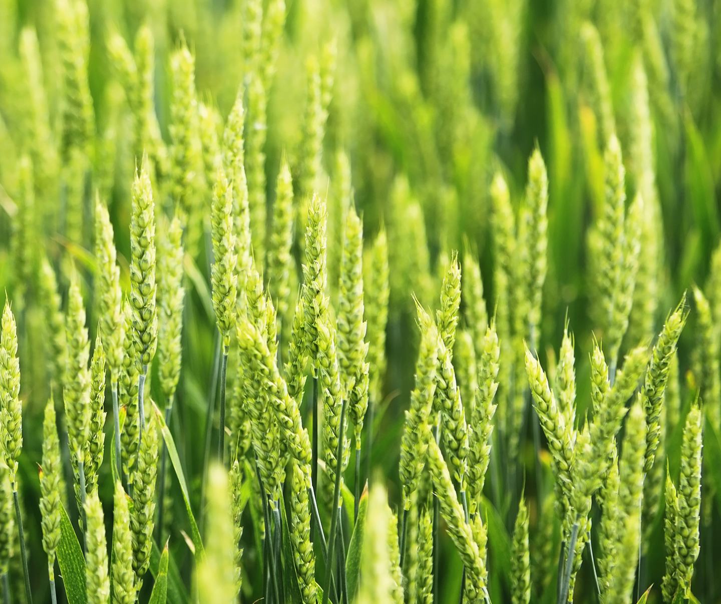 Green wheat in field 