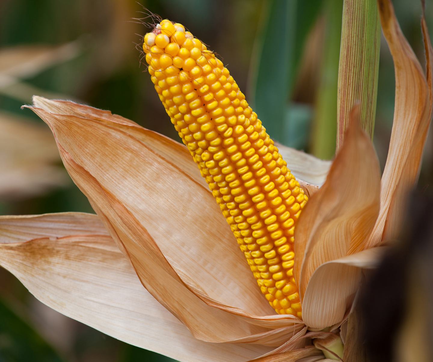 Corn on the stalk 