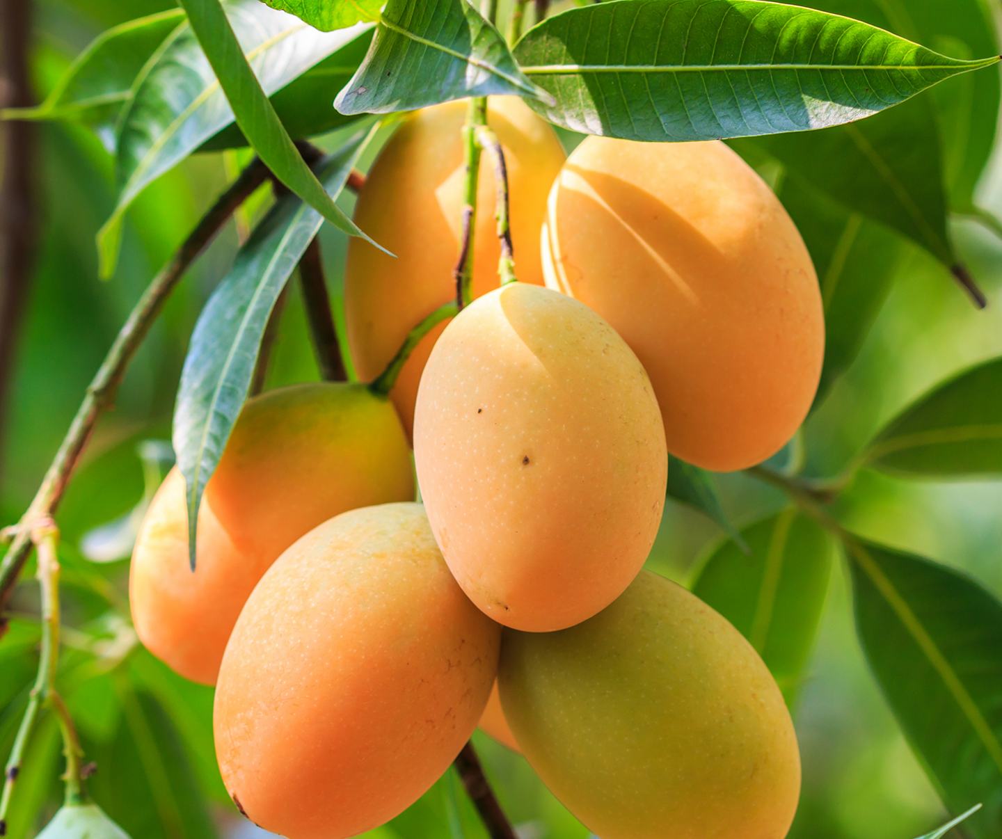 Fresh mango on tree 