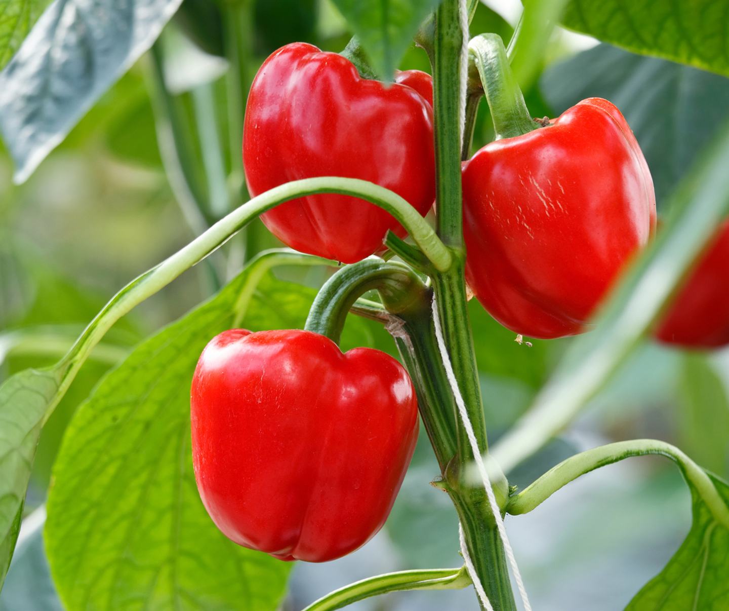 Red bell peppers on vines