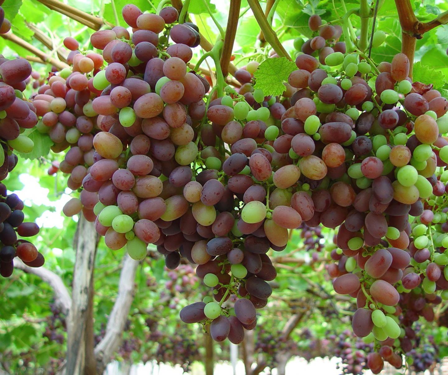 Red and green grapes on a vine 