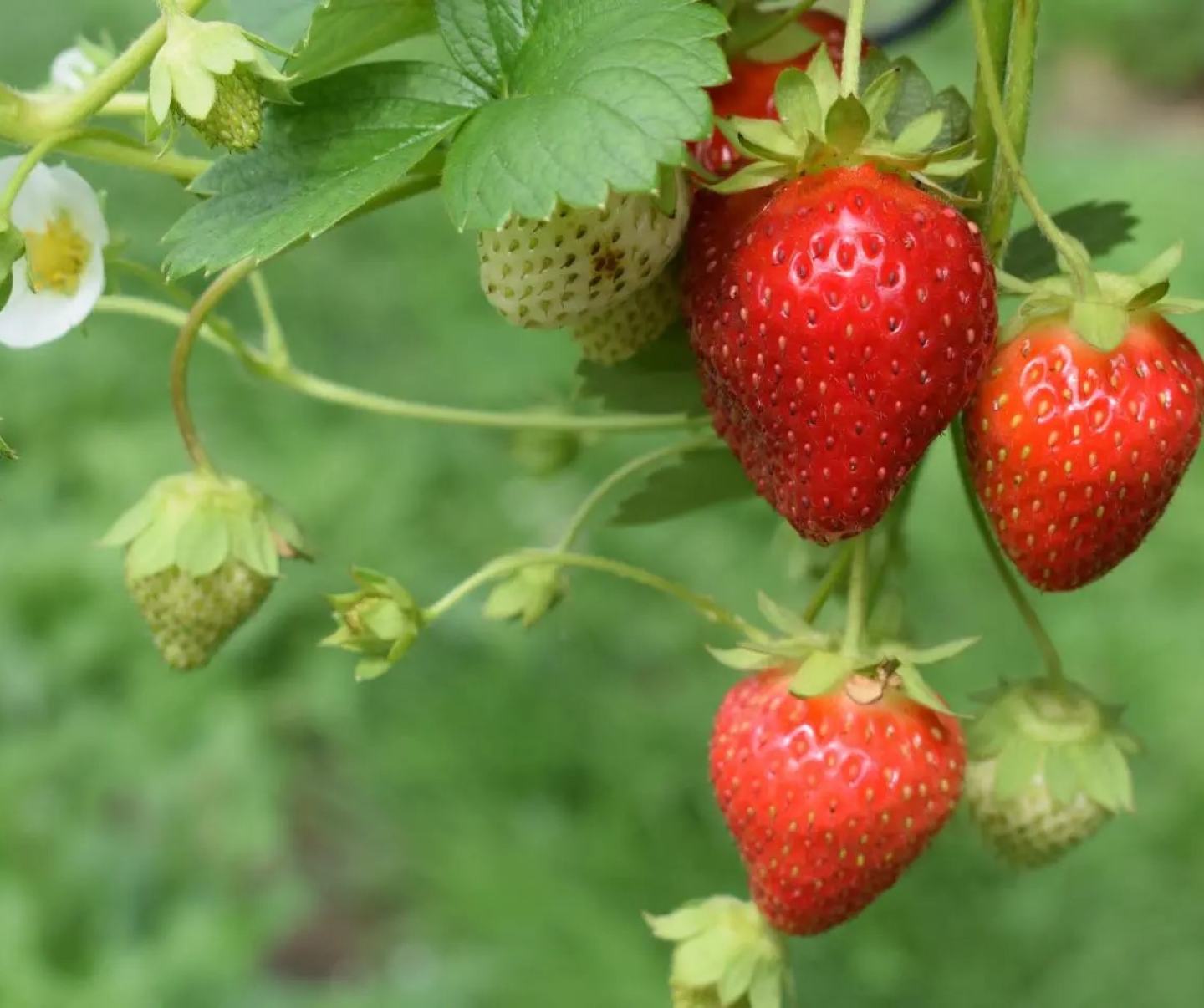 Green and Red strawberries hanging from a tree