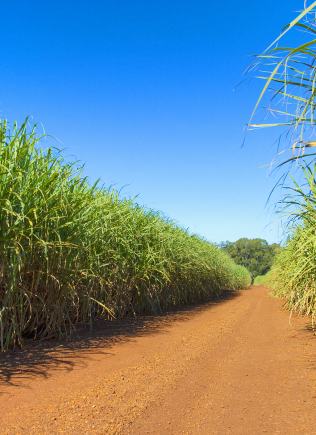 Sugarcane