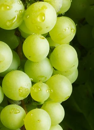 Grapes