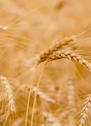 Wheat