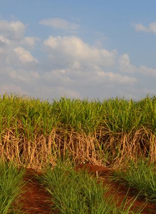 Sugarcane field