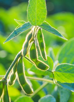 Soybeans