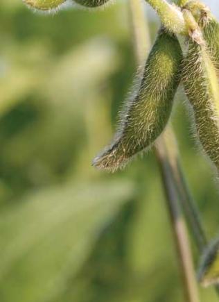 Soybean pods