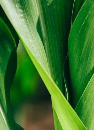 Healthy Corn crop in field