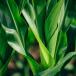 Green Row Maize In Field