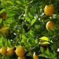 Healthy citrus fruit free of pests and disease
