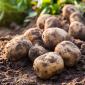 Pest and disease free potatoes  