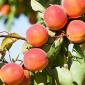 Healthy stone fruit free of pest damage and disease