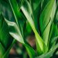 Healthy Corn crop in field