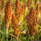 Healthy Sorghum In Field