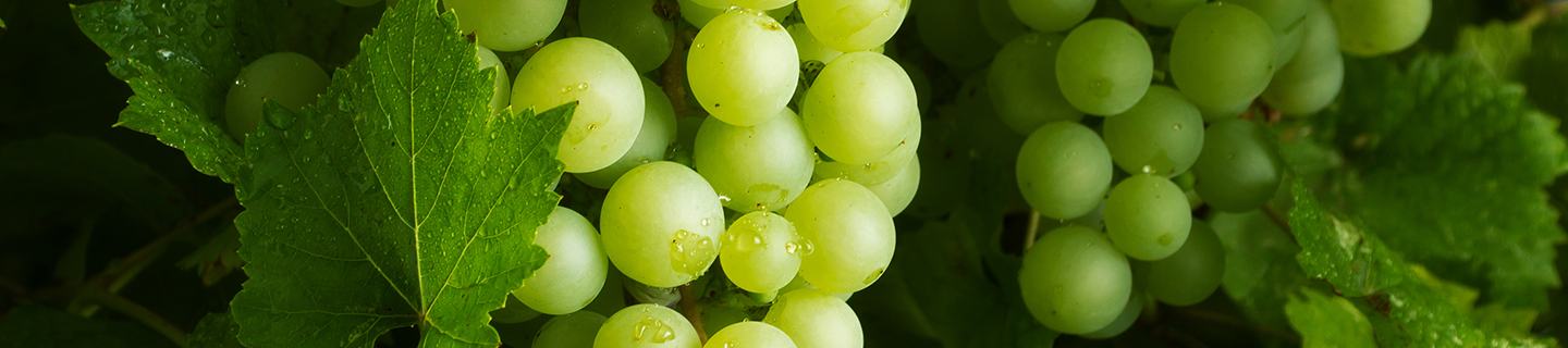 Pest and disease free wine and table grapes