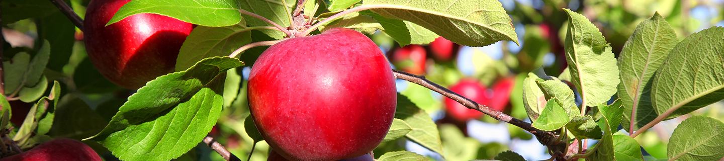 Well protected fruit crop from insect pests